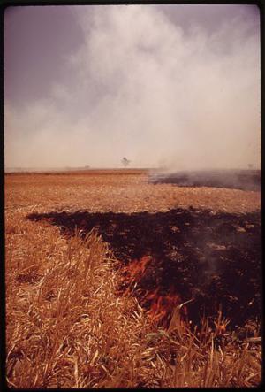 burned field